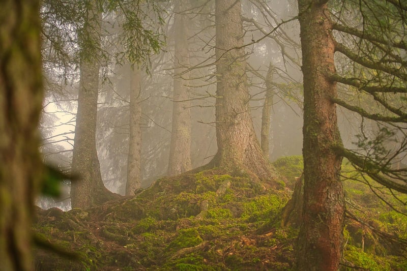 Forest Veil Image